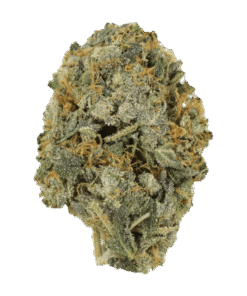 Purple Dragon