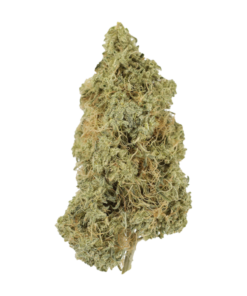 Tropicana Cherry
