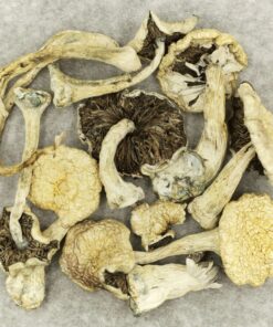 Leucistic Burma