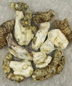 White Burma