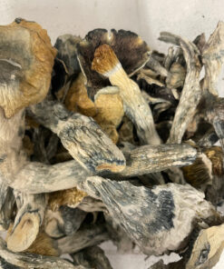 Dried Mushrooms