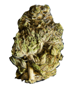 Free 3.5g of Flower – Megaladon strain