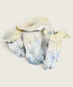 Albino Avery - Dried Magic Mushrooms