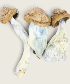 Amazonian - Dried Magic Mushrooms
