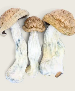 B+ - Dried Magic Mushrooms