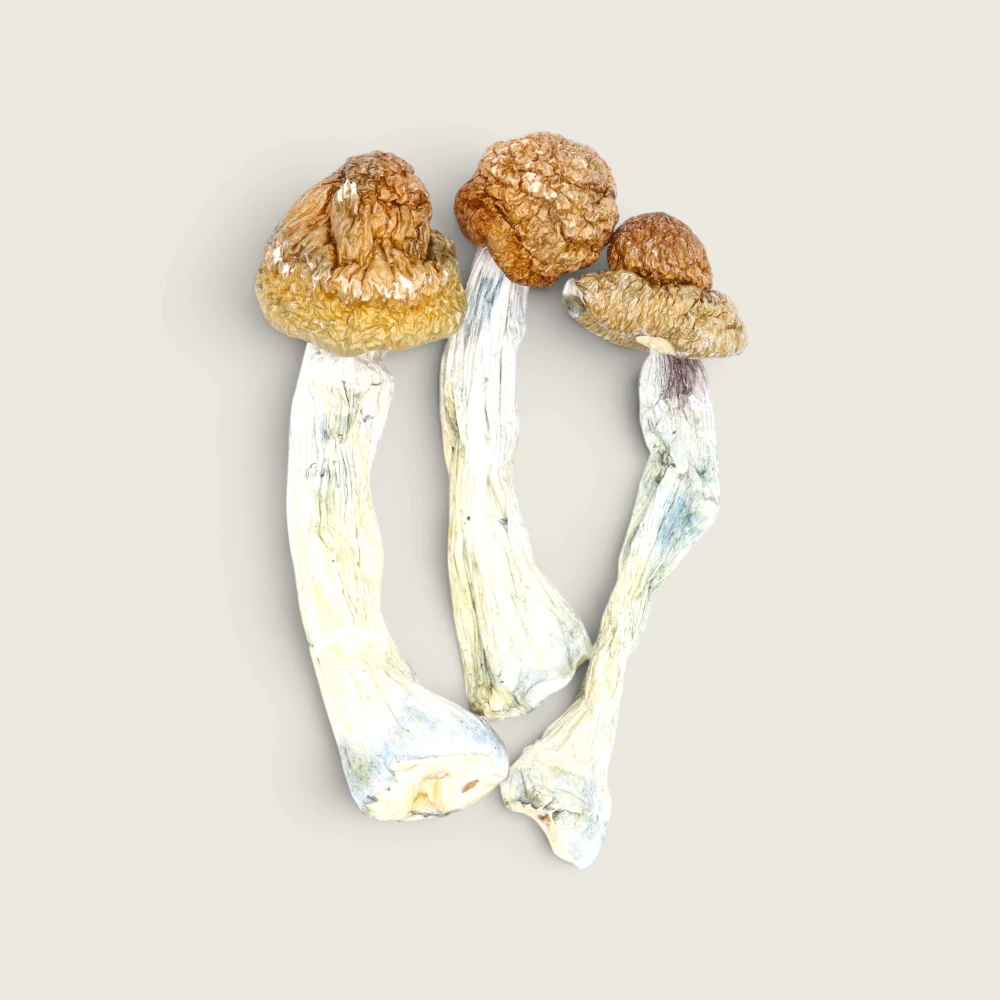 Blue Meanies - Dried Magic Mushrooms