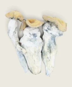 Brazilian - Dried Magic Mushrooms