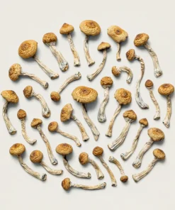 Build Your Own Mushroom Half Pound