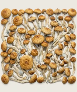 Build Your Own Mushroom Pound