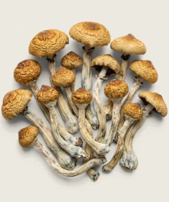 Build Your Own Mushroom Quarter Pound