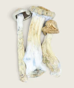 Cambodian - Dried Magic Mushrooms