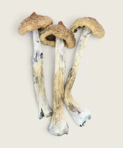 Costa Rican - Dried Magic Mushrooms