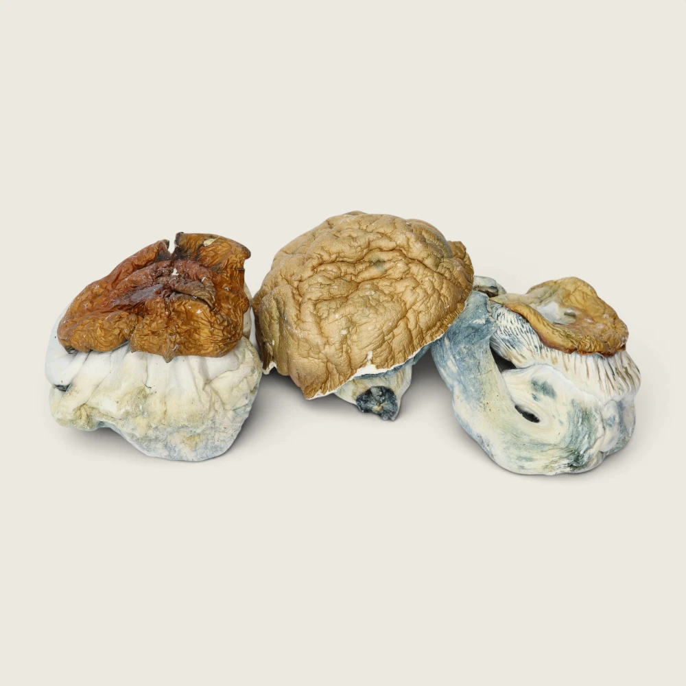 Dino Eggs - Dried Magic Mushrooms