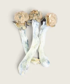 King Kong - Dried Magic Mushrooms