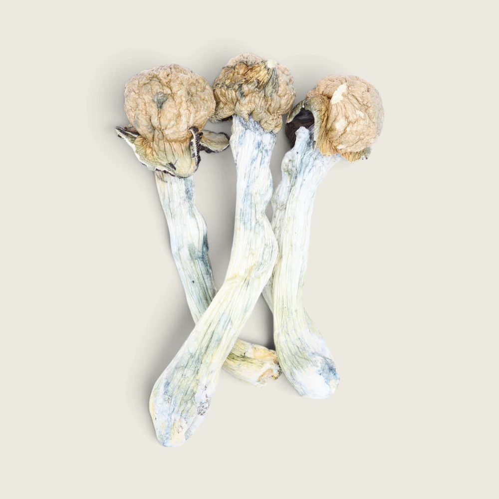 King Kong - Dried Magic Mushrooms