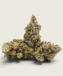 Larry Payton – Sativa Dominant Hybrid – AAA