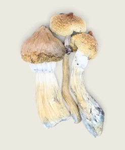 Mazatapec - Dried Magic Mushrooms