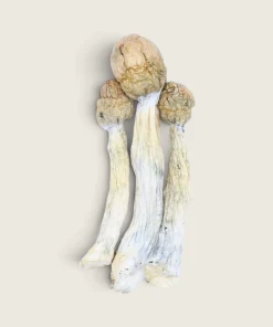 Melmac - Dried Magic Mushrooms