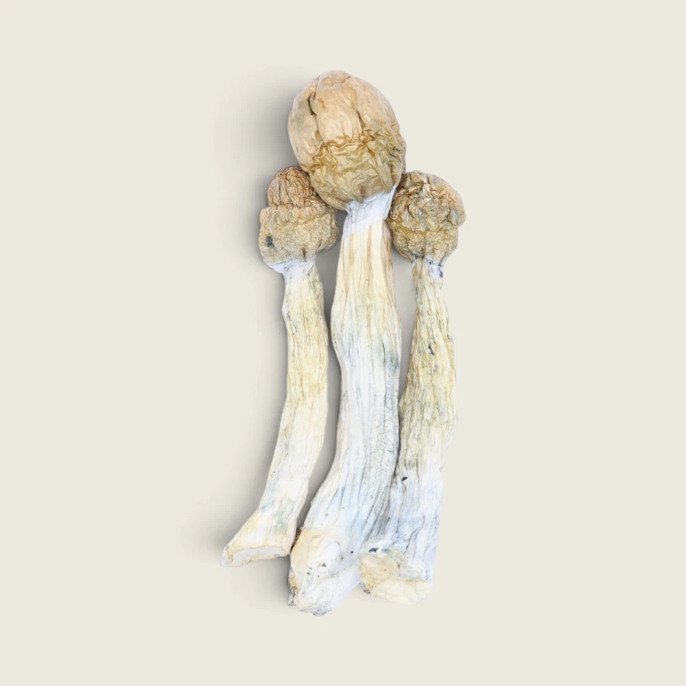 Melmac - Dried Magic Mushrooms