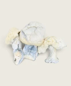 SV13 - Dried Magic Mushrooms