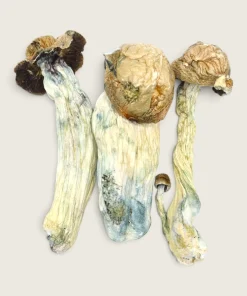 Vietnamese - Dried Magic Mushrooms